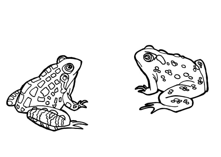 Coloriage crapaud