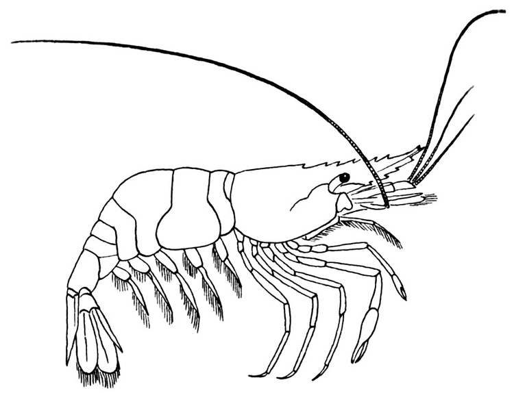 Coloriage crevette