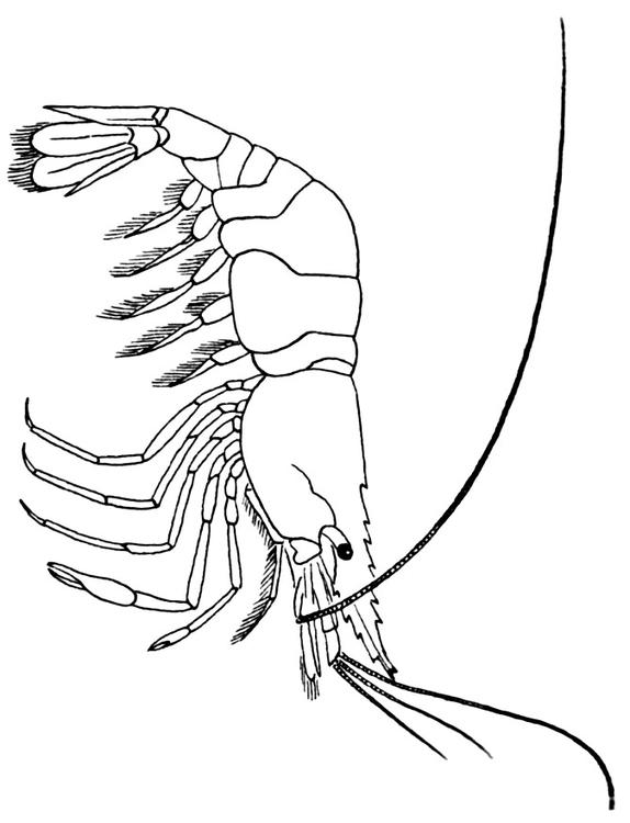 crevette