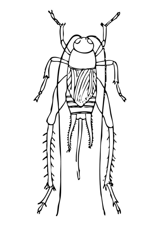 Coloriage cricket
