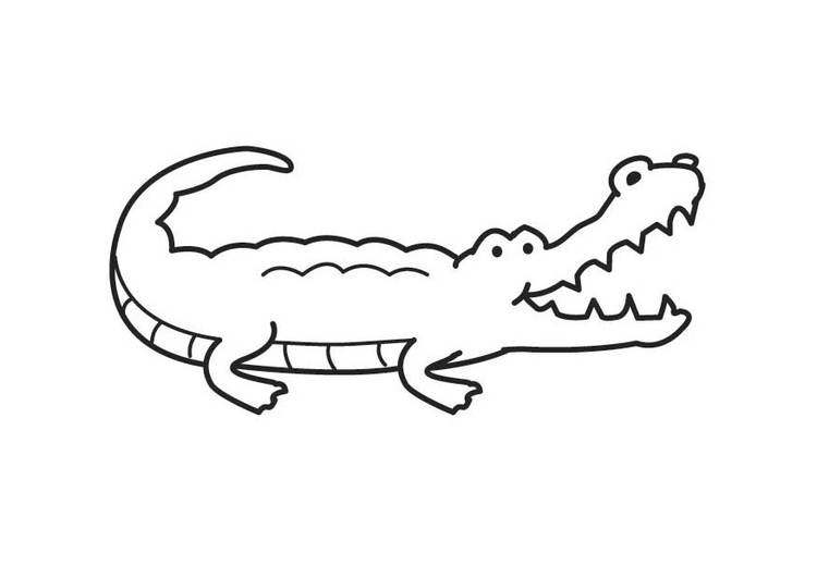 coloriage crocodile i