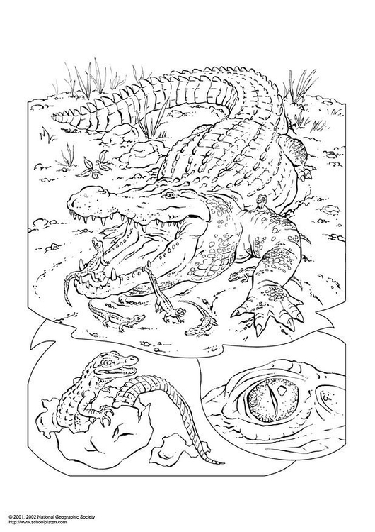 Coloriage crocodile