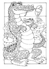 Coloriages crocodiles