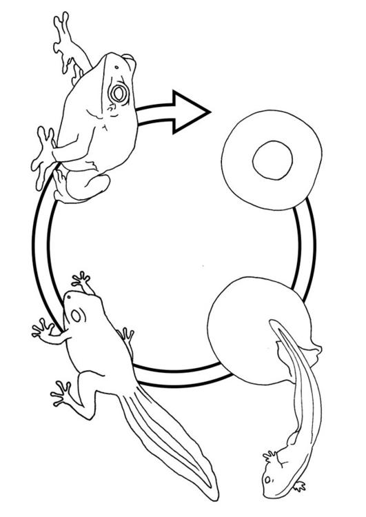 cycle de la grenouille