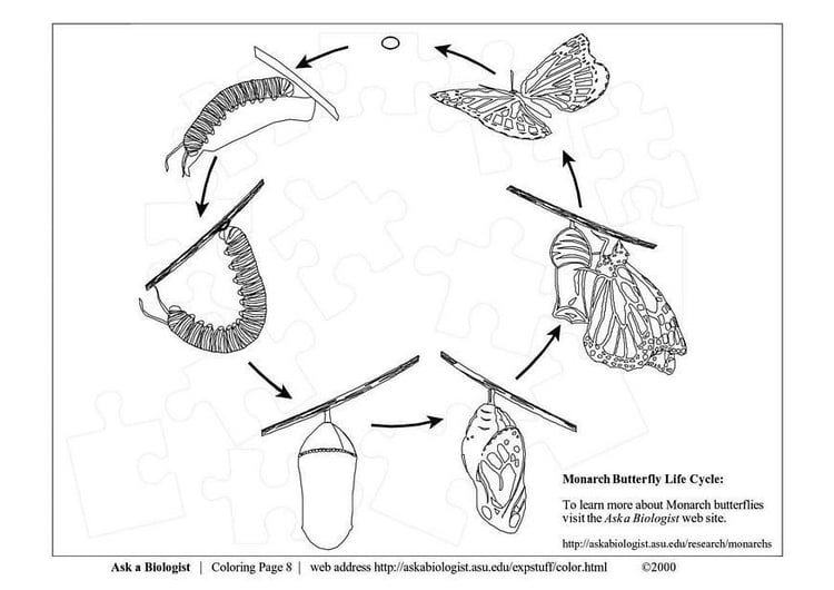 Coloriage cycle du papillon