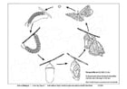 Coloriage cycle du papillon