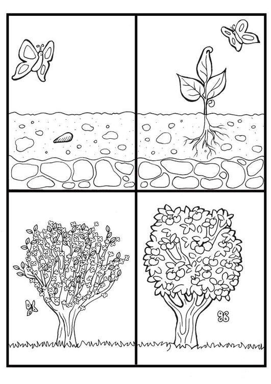 Coloriage cycle d'un arbre