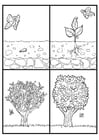 cycle d'un arbre