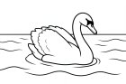 cygne dans l'eau