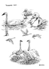 Coloriage cygnes