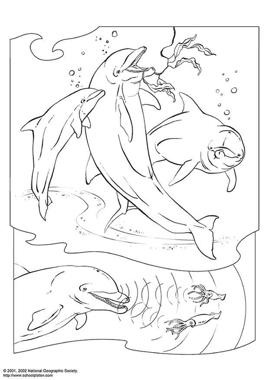 Coloriage dauphin