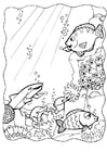 Coloriage dauphins et poissons