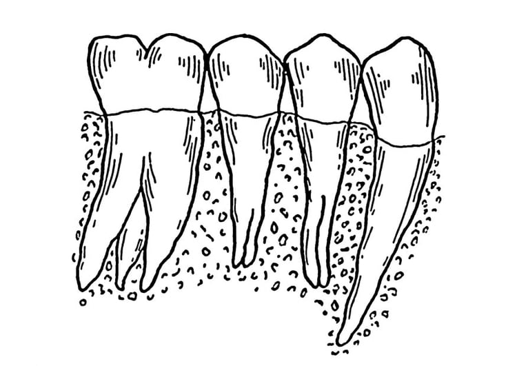 Coloriage dents