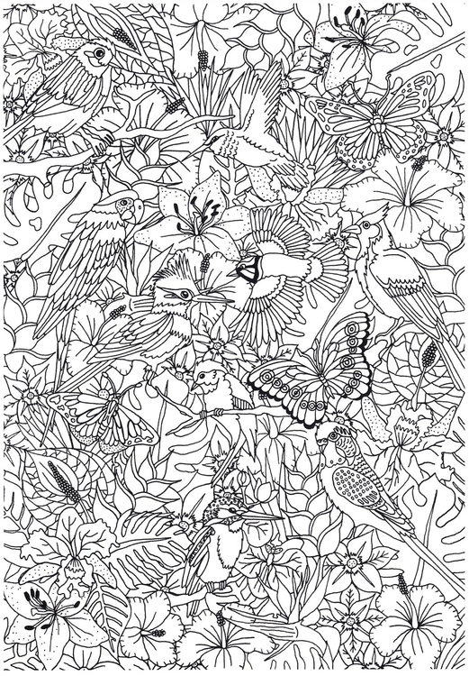 Coloriage des oiseaux