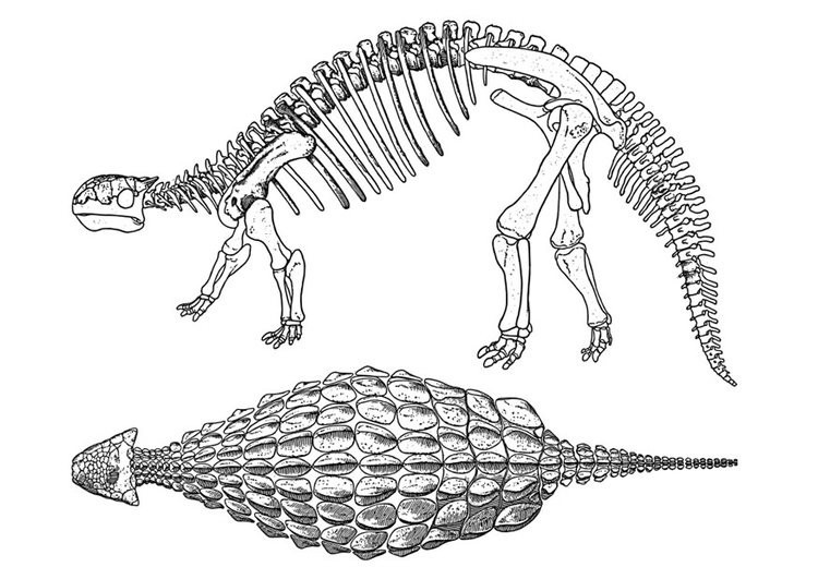 Coloriage dinosaure - ankylosaurus