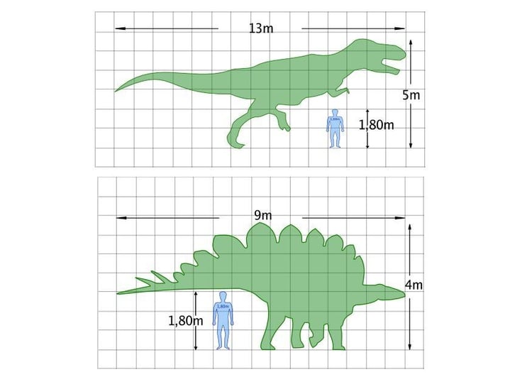 Coloriage dinosaure mensurations