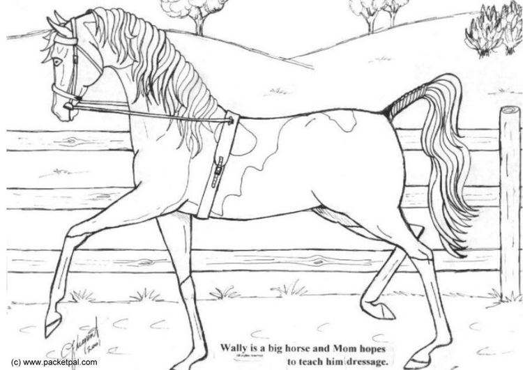 Coloriage dressage