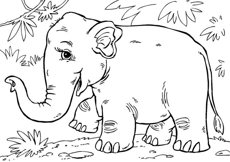 Coloriage Ã©lÃ©phant d'Asie