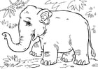 Coloriages éléphant d'Asie