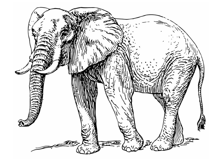 Coloriage Ã©lÃ©phant