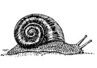 Coloriage escargot