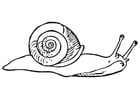 Coloriages escargot