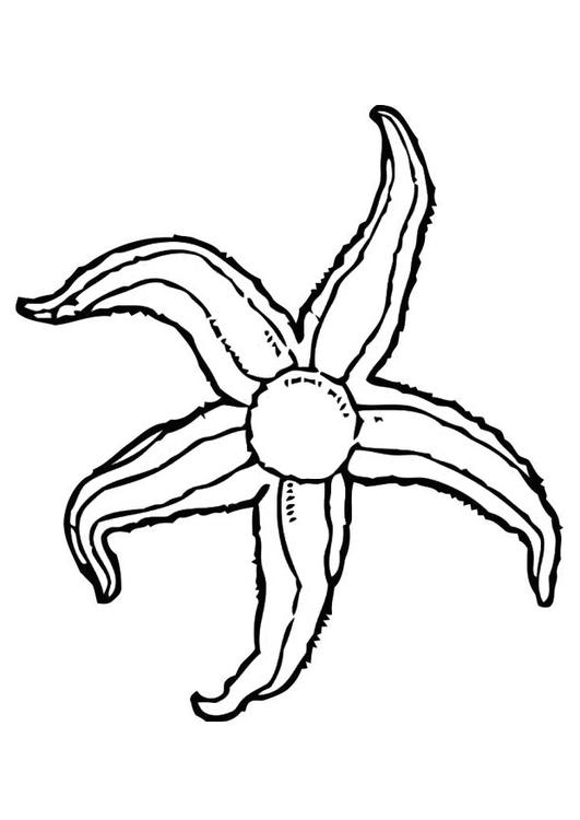 Ã©toile de mer