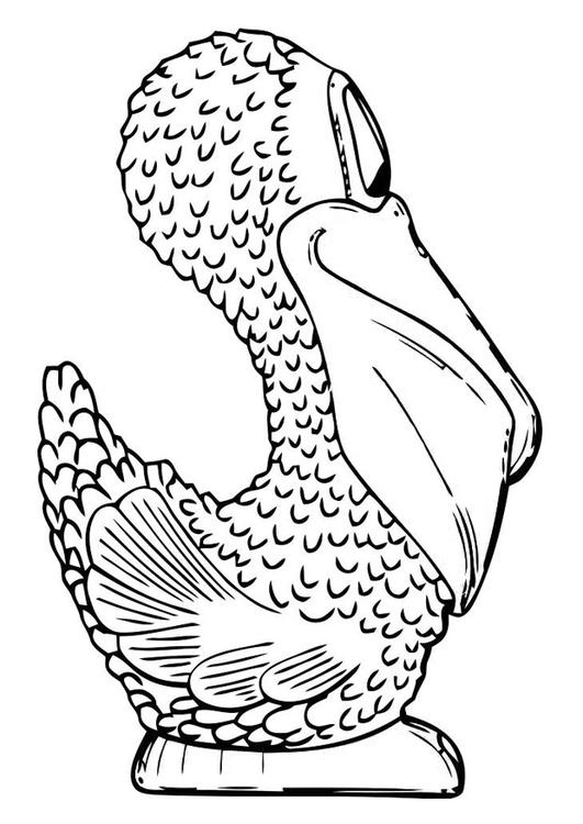 face du pÃ©lican