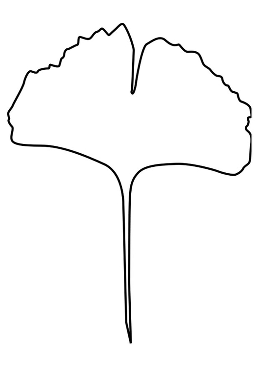 Coloriage feuille de ginkgo