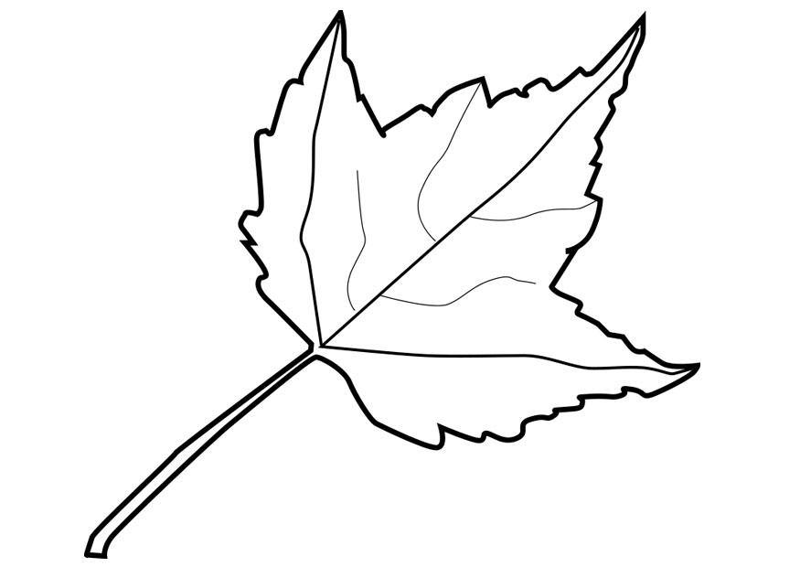 Coloriage feuille