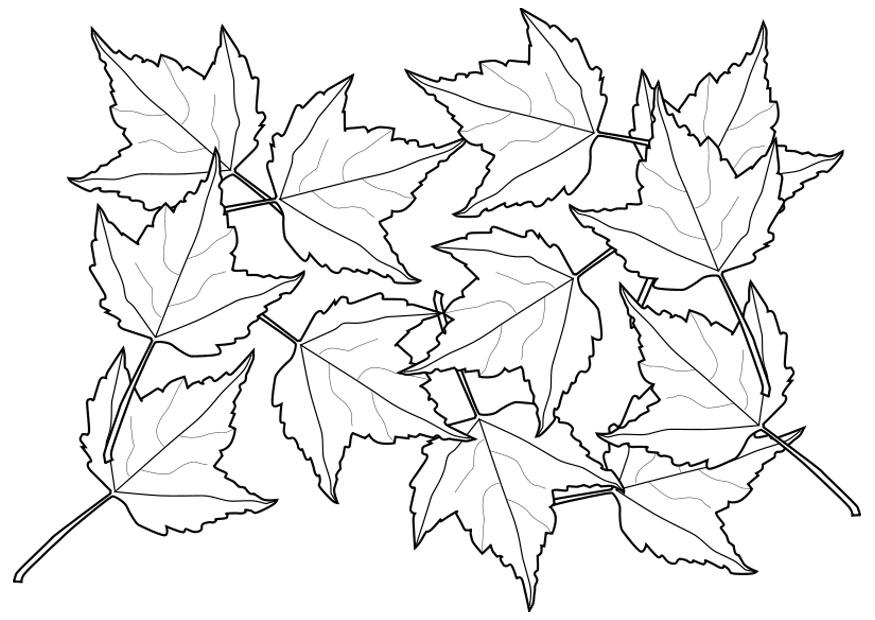 Coloriage feuilles