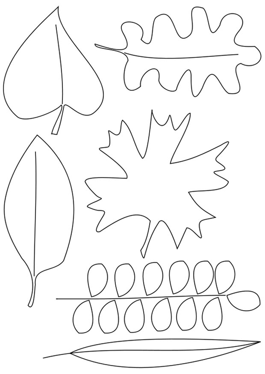 Coloriage feuilles