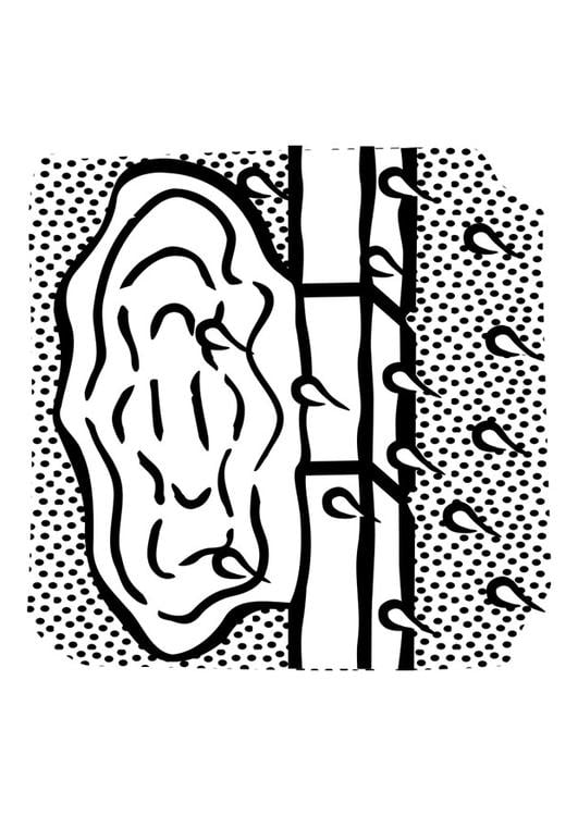 Coloriage Flaque Deau Coloriages Gratuits à Imprimer