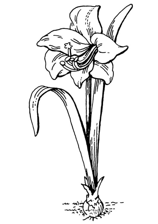 Coloriage fleur - amaryllis