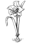 Coloriage fleur - amaryllis