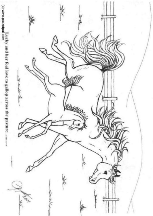 galop