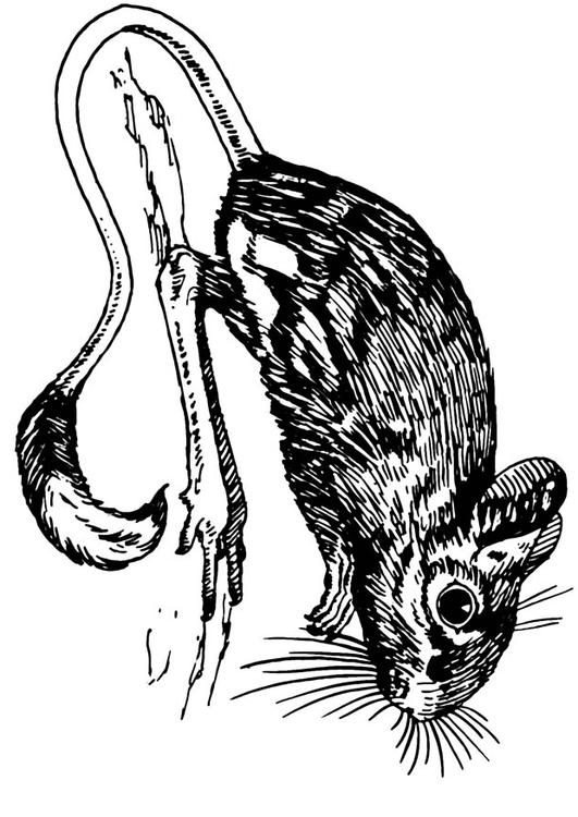 gerboise - souris sauteuse
