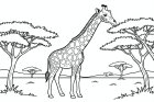 girafe dans la savane