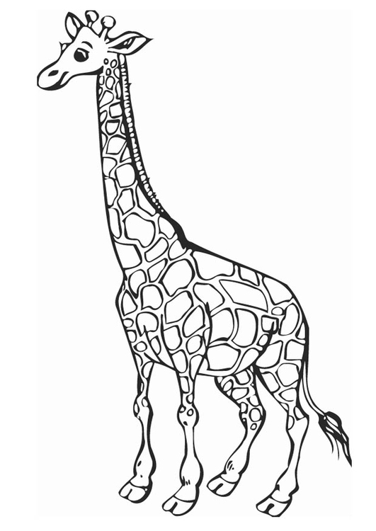 Coloriage girafe  Coloriages Gratuits à Imprimer  Dessin 12758