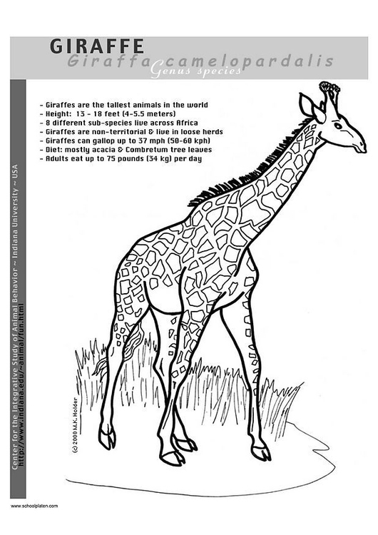 Coloriage girafe