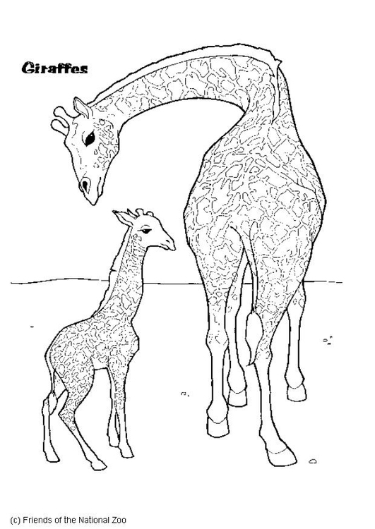 Coloriage girafe