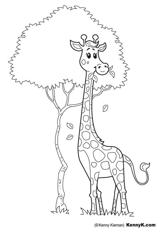 girafe