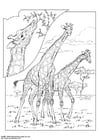 Coloriage Tête de girafe  Coloriages Gratuits à Imprimer  Dessin 17897