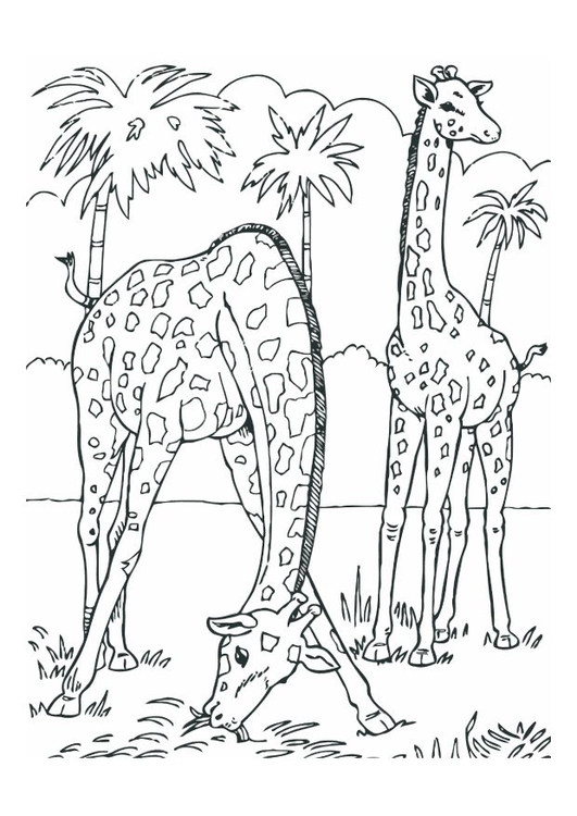 Coloriage girafes