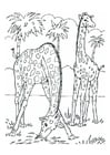 Coloriage girafes