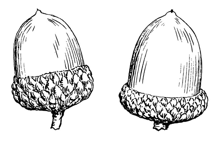 Coloriage GLAND