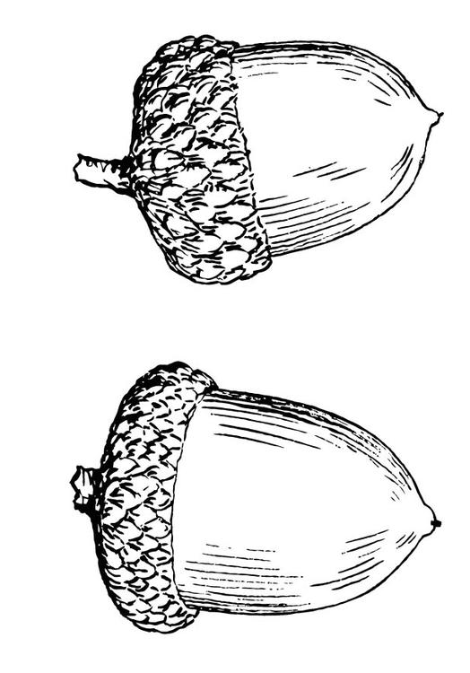 GLAND