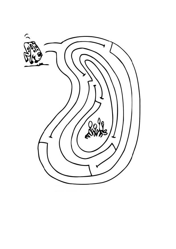 Coloriage grenouille labyrinthe