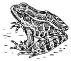 grenouille