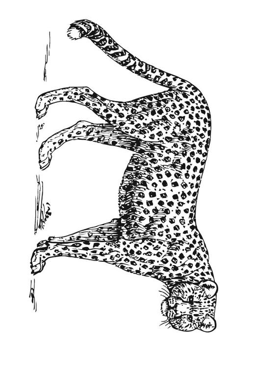 guÃ©pard